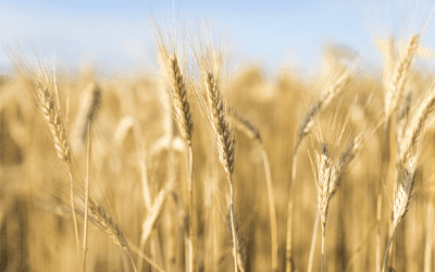 A Quick Look at Food Processing Equipment